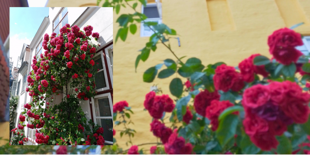 Komposition aus zwei Fotos. Im Vordergrund ein weißes Altstadthaus mit roten Rosenstauden, im Hintergrund ein gelbes Altstadthaus mit roten Rosenbüschen, in der Lübecker Altstadt