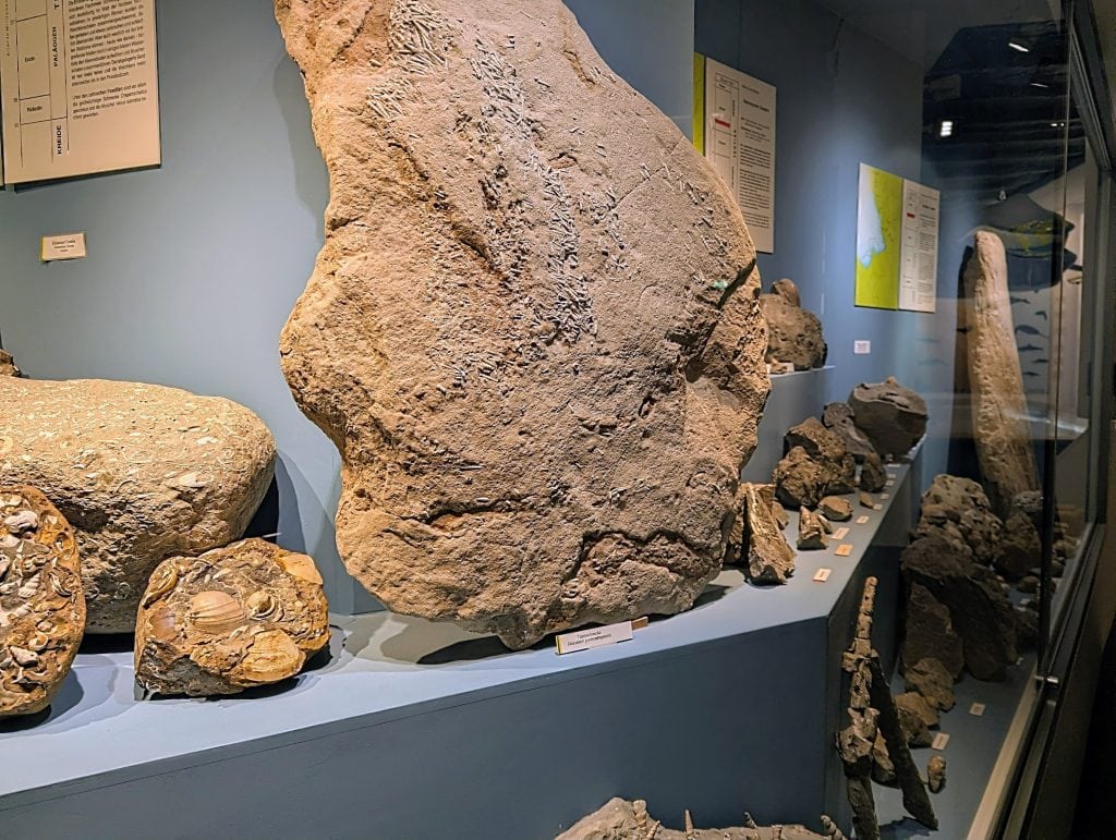 Versteinerungen aus der Region Lübeck im Museum für Natur und Umwelt