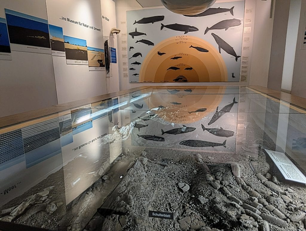 Walknochen hautnah im Museum für Natur und Umwelt