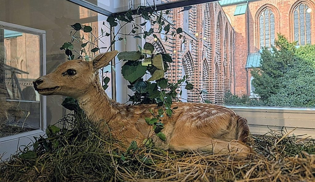 Ein ganzes Reh im Museum für Natur und Umwelt in Lübeck