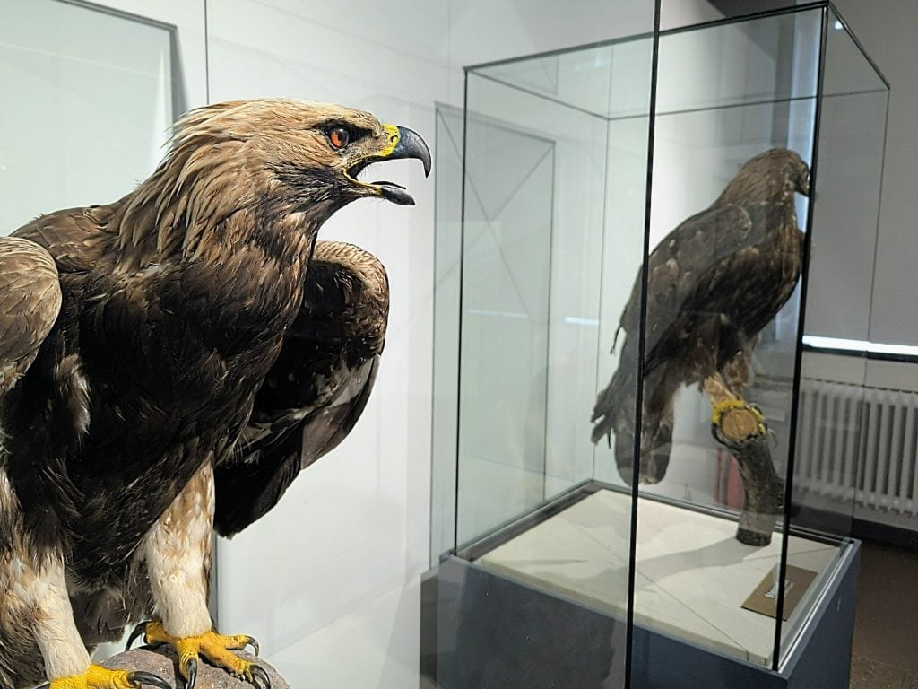 Ausgestopfter Adler im Museum für Natur und Umwelt in der Lübecker Altstadt