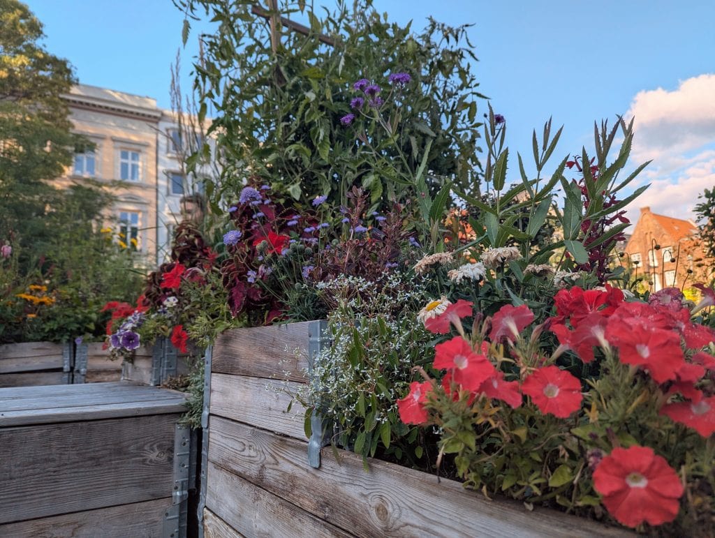 Sommergarten auf dem Koberg